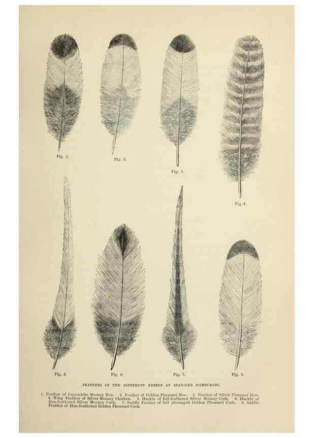Reproducción/Reproduction 36254211754: The poultry book :. London ;G. Routledge,1867.