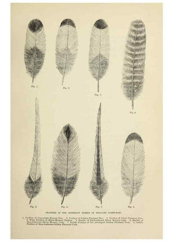 Reproducción/Reproduction 36254211754: The poultry book :. London ;G. Routledge,1867.