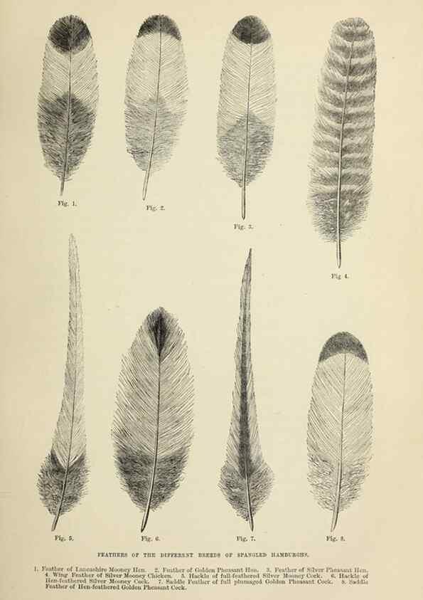 Reproducción/Reproduction 36254211754: The poultry book :. London ;G. Routledge,1867.