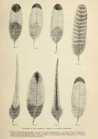 Reproducción/Reproduction 36254211754: The poultry book :. London ;G. Routledge,1867.