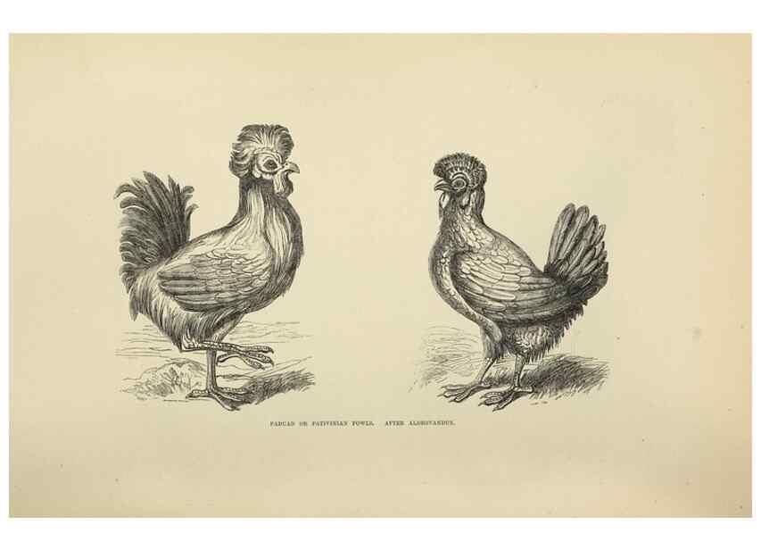 Reproducción/Reproduction 36276194893: The poultry book :. London ;G. Routledge,1867.