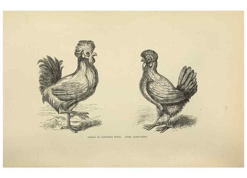 Reproducción/Reproduction 36276194893: The poultry book :. London ;G. Routledge,1867.
