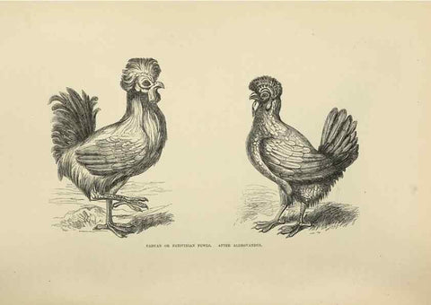 Reproducción/Reproduction 36276194893: The poultry book :. London ;G. Routledge,1867.