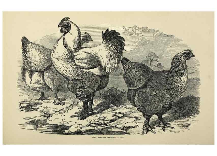 Reproducción/Reproduction 37089423465: The poultry book :. London ;G. Routledge,1867.