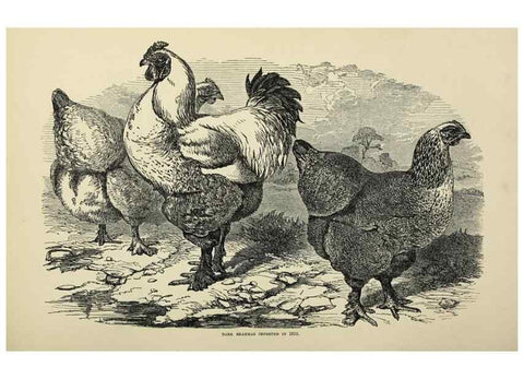 Reproducción/Reproduction 37089423465: The poultry book :. London ;G. Routledge,1867.