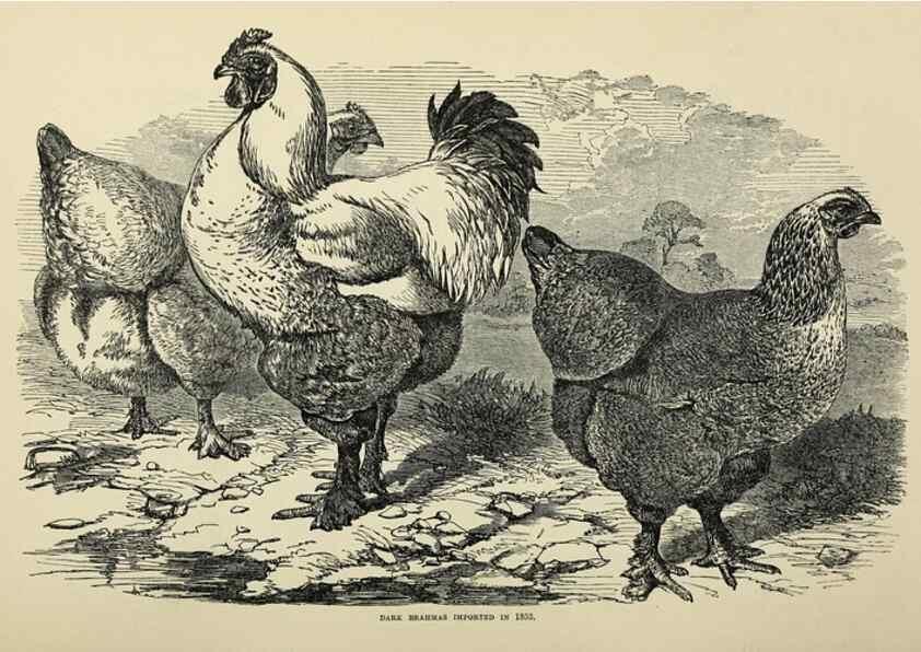 Reproducción/Reproduction 37089423465: The poultry book :. London ;G. Routledge,1867.