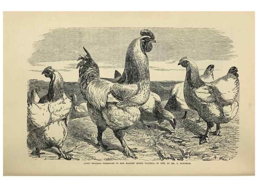 Reproducción/Reproduction 37089420665: The poultry book :. London ;G. Routledge,1867.