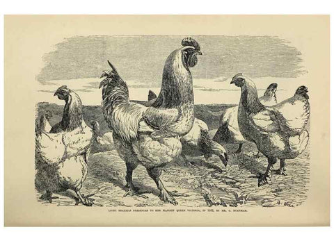 Reproducción/Reproduction 37089420665: The poultry book :. London ;G. Routledge,1867.