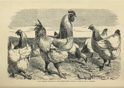 Reproducción/Reproduction 37089420665: The poultry book :. London ;G. Routledge,1867.