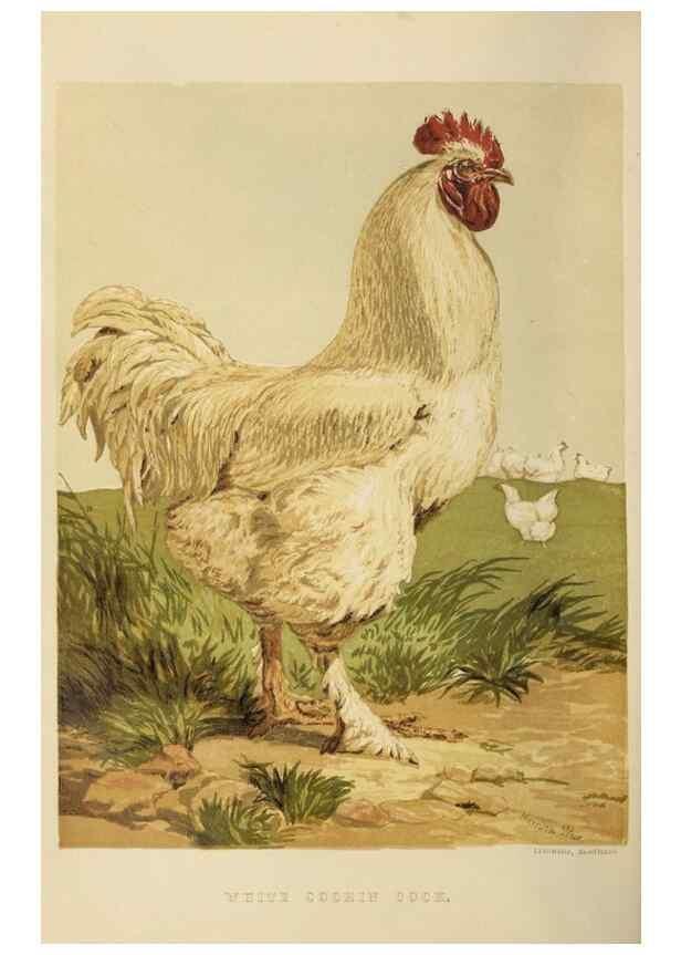Reproducción/Reproduction 37089416785: The poultry book :. London ;G. Routledge,1867.