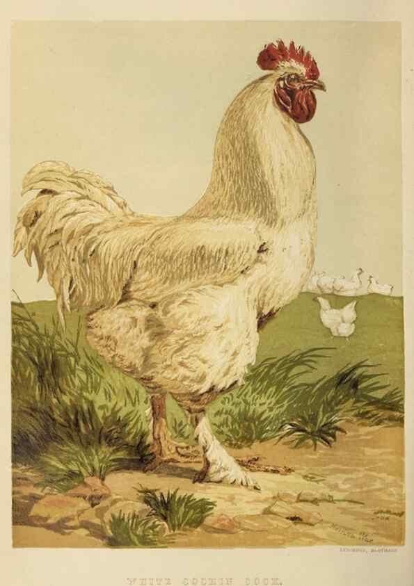 Reproducción/Reproduction 37089416785: The poultry book :. London ;G. Routledge,1867.