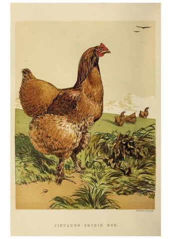 Reproducción/Reproduction 37089413005: The poultry book :. London ;G. Routledge,1867.