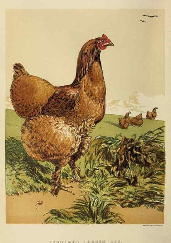 Reproducción/Reproduction 37089413005: The poultry book :. London ;G. Routledge,1867.