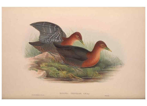 Reproducción/Reproduction 36615001080: The birds of Australia, supplement /. London :Printed by Taylor and Francis ... published by the author ...,[1851]-1869.