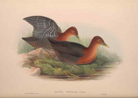 Reproducción/Reproduction 36615001080: The birds of Australia, supplement /. London :Printed by Taylor and Francis ... published by the author ...,[1851]-1869.