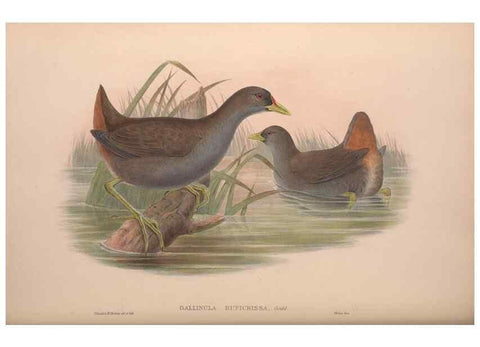 Reproducción/Reproduction 36615002790: The birds of Australia, supplement /. London :Printed by Taylor and Francis ... published by the author ...,[1851]-1869.