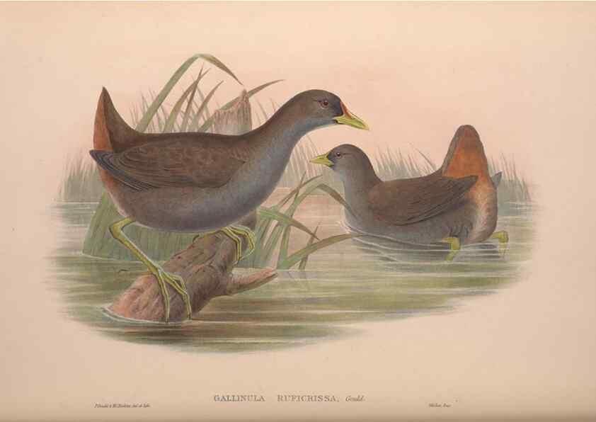 Reproducción/Reproduction 36615002790: The birds of Australia, supplement /. London :Printed by Taylor and Francis ... published by the author ...,[1851]-1869.