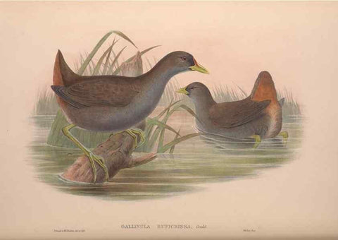 Reproducción/Reproduction 36615002790: The birds of Australia, supplement /. London :Printed by Taylor and Francis ... published by the author ...,[1851]-1869.