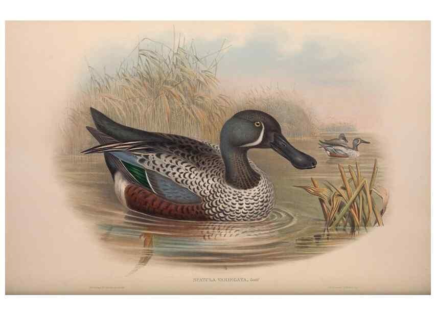 Reproducción/Reproduction 36176325144: The birds of Australia, supplement /. London :Printed by Taylor and Francis ... published by the author ...,[1851]-1869.