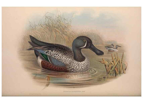 Reproducción/Reproduction 36176325144: The birds of Australia, supplement /. London :Printed by Taylor and Francis ... published by the author ...,[1851]-1869.