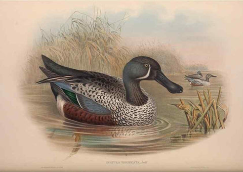 Reproducción/Reproduction 36176325144: The birds of Australia, supplement /. London :Printed by Taylor and Francis ... published by the author ...,[1851]-1869.