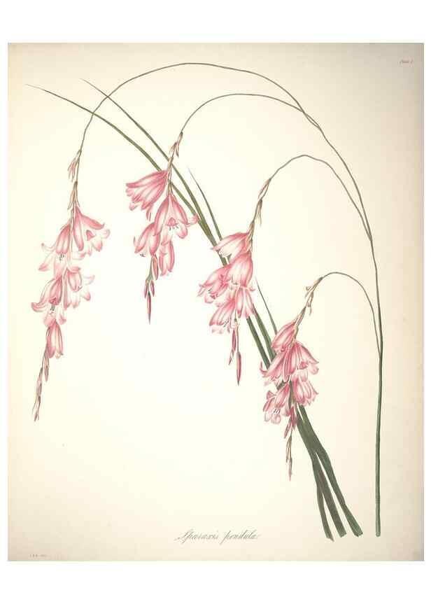 Reproducción/Reproduction 36899978876: Specimens of the flora of South Africa /. London,1849.