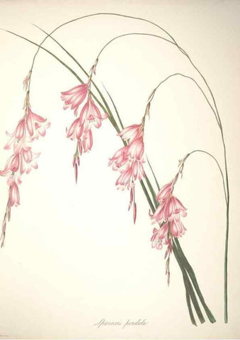 Reproducción/Reproduction 36899978876: Specimens of the flora of South Africa /. London,1849.