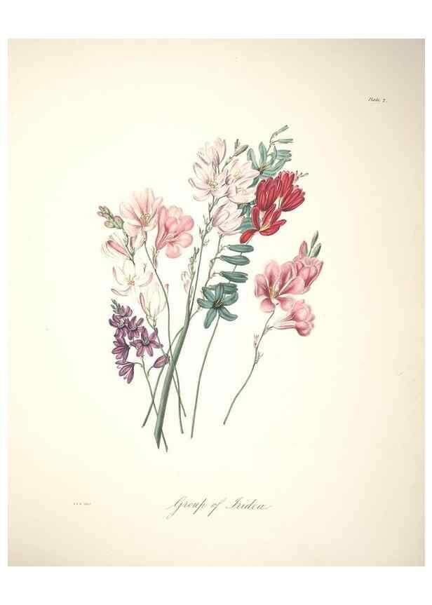Reproducción/Reproduction 36918090782: Specimens of the flora of South Africa /. London,1849.