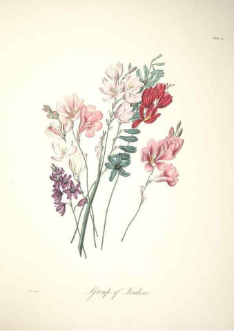 Reproducción/Reproduction 36918090782: Specimens of the flora of South Africa /. London,1849.
