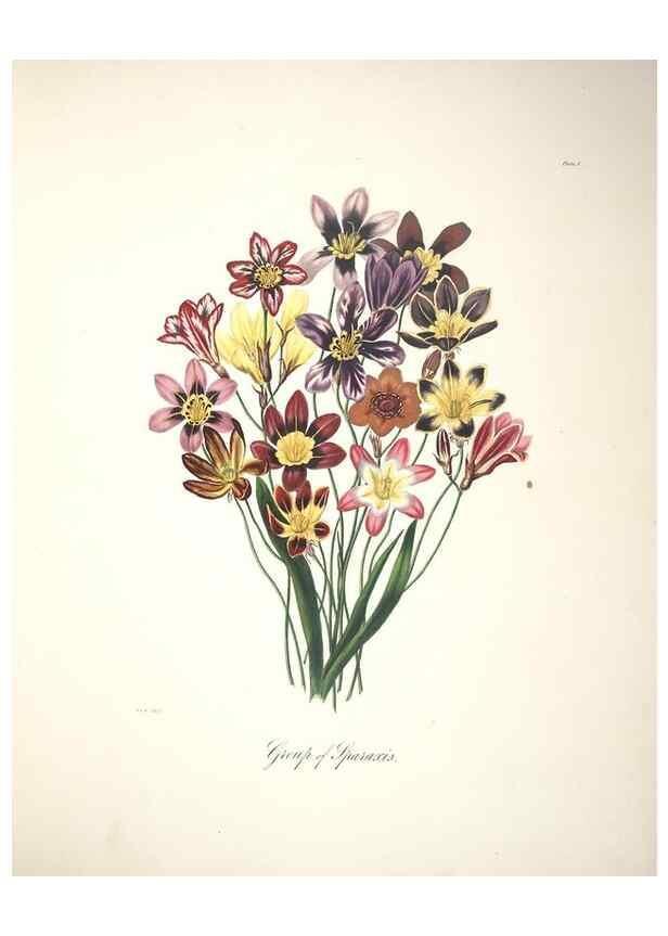 Reproducción/Reproduction 36899983956: Specimens of the flora of South Africa /. London,1849.