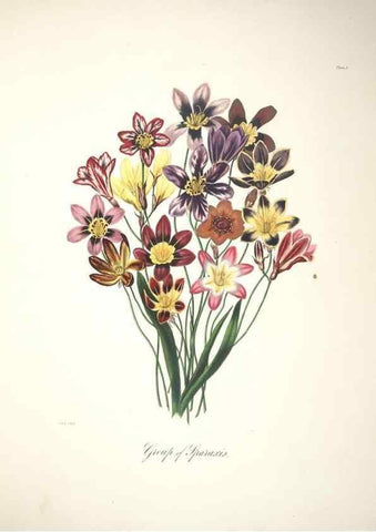 Reproducción/Reproduction 36899983956: Specimens of the flora of South Africa /. London,1849.