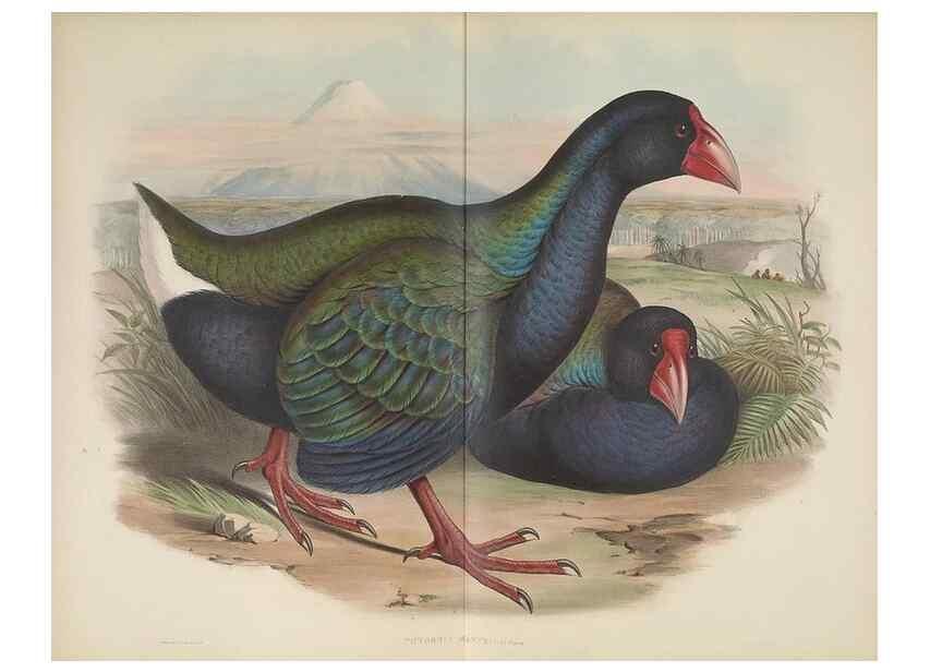 Reproducción/Reproduction 36176315334: The birds of Australia, supplement /. London :Printed by Taylor and Francis ... published by the author ...,[1851]-1869.