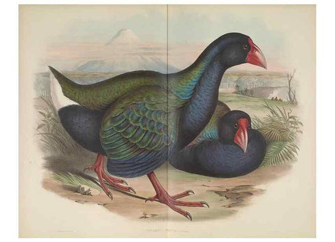 Reproducción/Reproduction 36176315334: The birds of Australia, supplement /. London :Printed by Taylor and Francis ... published by the author ...,[1851]-1869.
