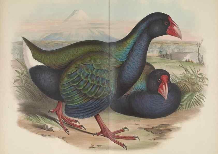 Reproducción/Reproduction 36176315334: The birds of Australia, supplement /. London :Printed by Taylor and Francis ... published by the author ...,[1851]-1869.