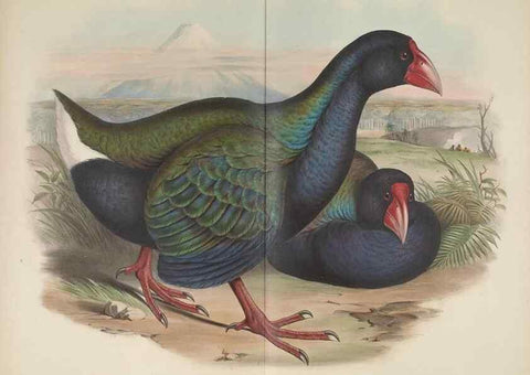 Reproducción/Reproduction 36176315334: The birds of Australia, supplement /. London :Printed by Taylor and Francis ... published by the author ...,[1851]-1869.