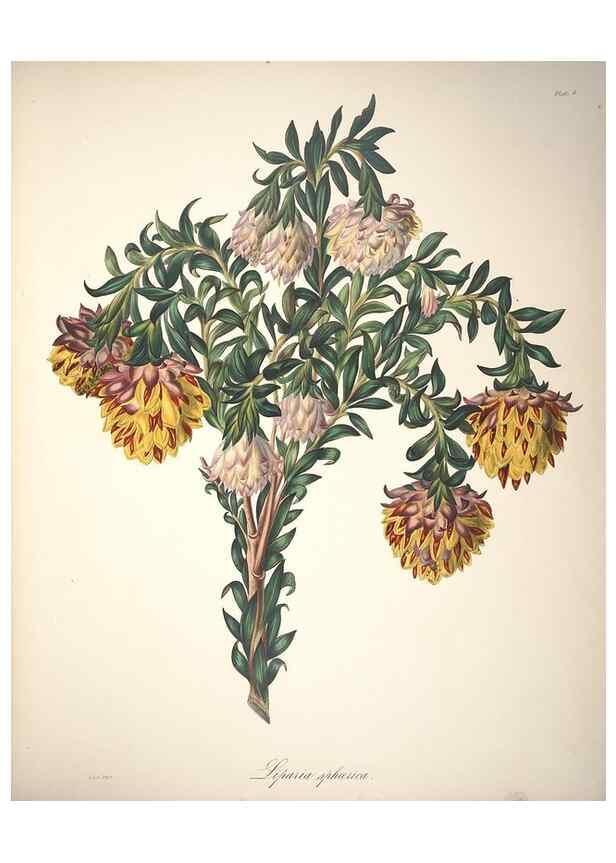 Reproducción/Reproduction 36899986026: Specimens of the flora of South Africa /. London,1849.