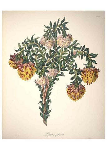 Reproducción/Reproduction 36899986026: Specimens of the flora of South Africa /. London,1849.