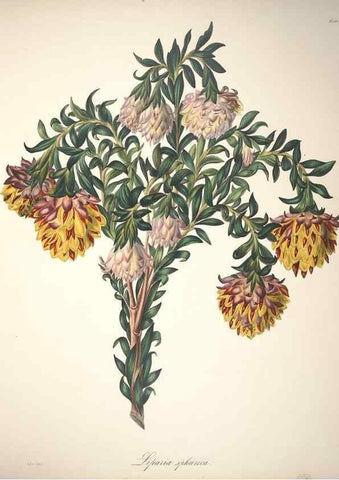 Reproducción/Reproduction 36899986026: Specimens of the flora of South Africa /. London,1849.