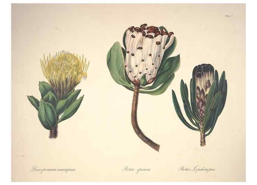 Reproducción/Reproduction 37088394635: Specimens of the flora of South Africa /. London,1849.