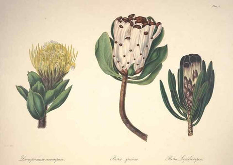 Reproducción/Reproduction 37088394635: Specimens of the flora of South Africa /. London,1849.