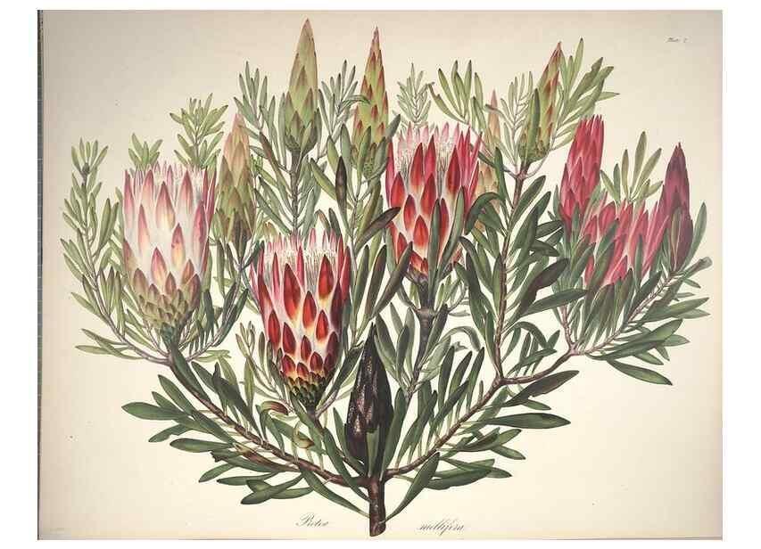 Reproducción/Reproduction 37088396135: Specimens of the flora of South Africa /. London,1849.