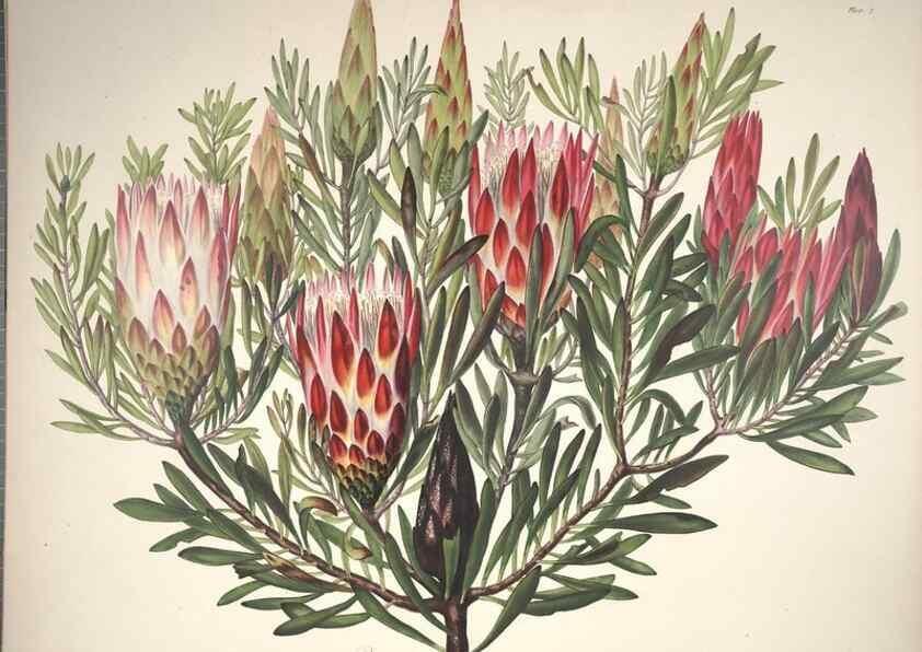 Reproducción/Reproduction 37088396135: Specimens of the flora of South Africa /. London,1849.