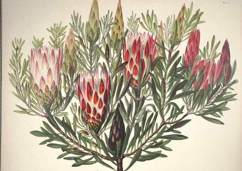 Reproducción/Reproduction 37088396135: Specimens of the flora of South Africa /. London,1849.