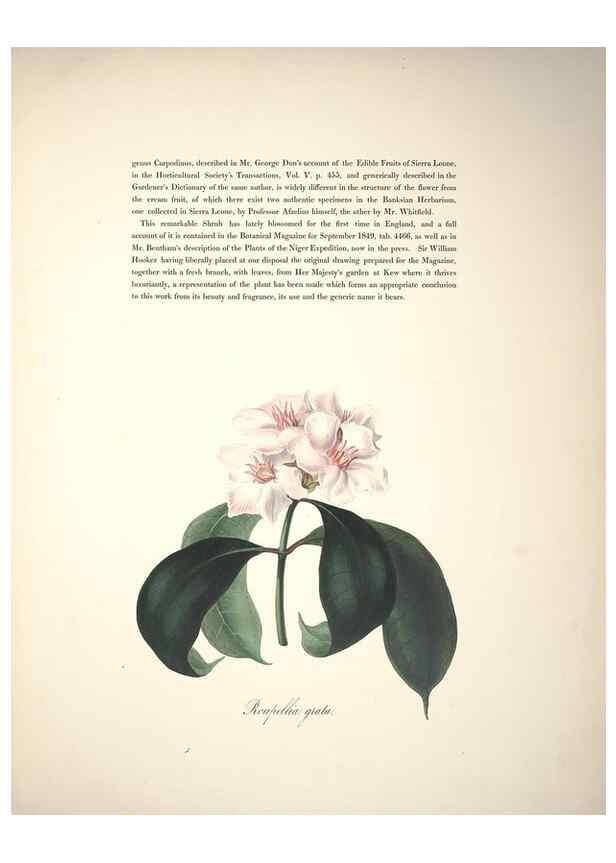 Reproducción/Reproduction 37088397315: Specimens of the flora of South Africa /. London,1849.