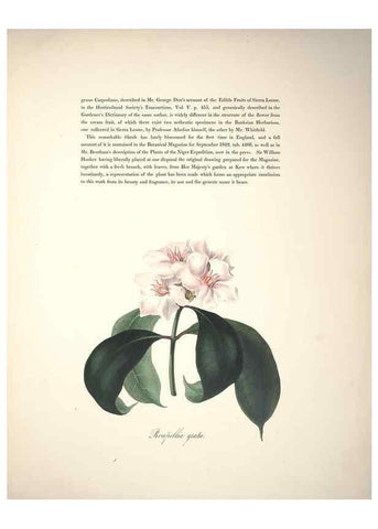 Reproducción/Reproduction 37088397315: Specimens of the flora of South Africa /. London,1849.