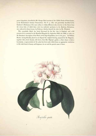 Reproducción/Reproduction 37088397315: Specimens of the flora of South Africa /. London,1849.
