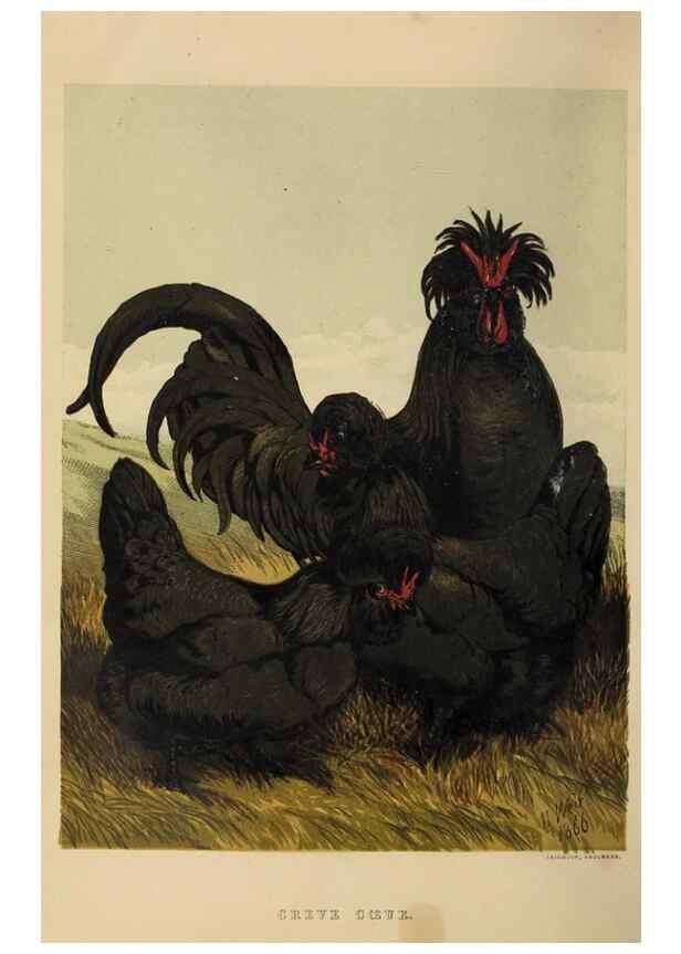 Reproducción/Reproduction 36254153794: The poultry book :. London ;G. Routledge,1867.