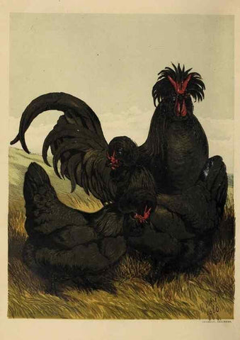 Reproducción/Reproduction 36254153794: The poultry book :. London ;G. Routledge,1867.