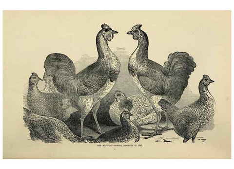 Reproducción/Reproduction 37089396325: The poultry book :. London ;G. Routledge,1867.