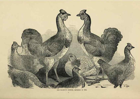 Reproducción/Reproduction 37089396325: The poultry book :. London ;G. Routledge,1867.